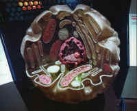 Cell Model 01med.jpg (153389 bytes)
