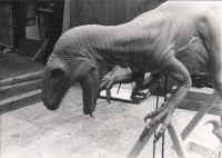 Deino sculpt 01med.jpg (120822 bytes)