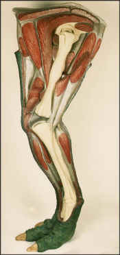 Dinosaur leg 02med.jpg (110171 bytes)